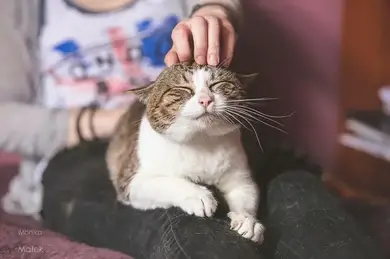 Ich Bin Noch Immer Eine Katze Fotografin Zeigt Wie Wundervoll Katzen Mit Behinderung Sind Cat News Net