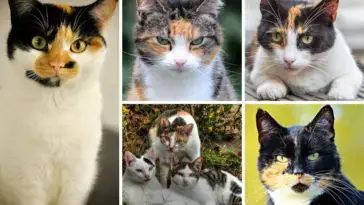 Katzen Im Islam 7 Beweise Die Zeigen Wie Sehr Muslime Katzen Lieben Cat News Net