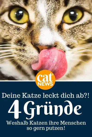 Wenn Katzen Menschen Putzen