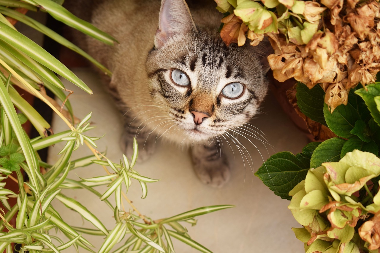 Ungiftige Pflanzen für Katzen: Diese Arten dürfen sogar gefressen werden