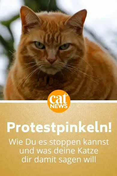 Katzenpsychologie Grunde Fur Protestpinkeln Erkennen Cat News Net