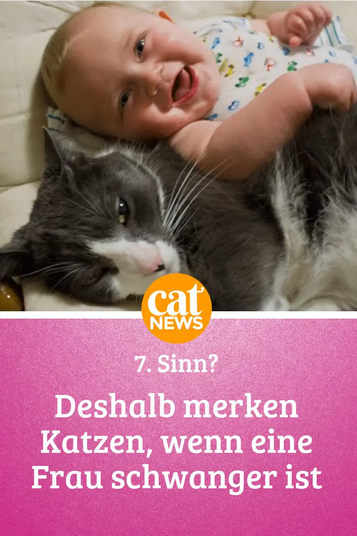 Siebter Sinn Merken Katzen, wenn man schwanger ist?