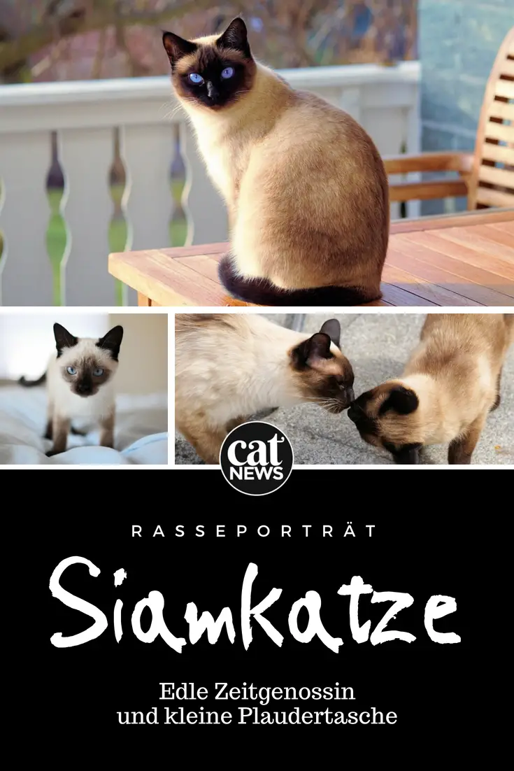 Die Siamkatze: Edle Zeitgenossin und kleine Plaudertasche ...