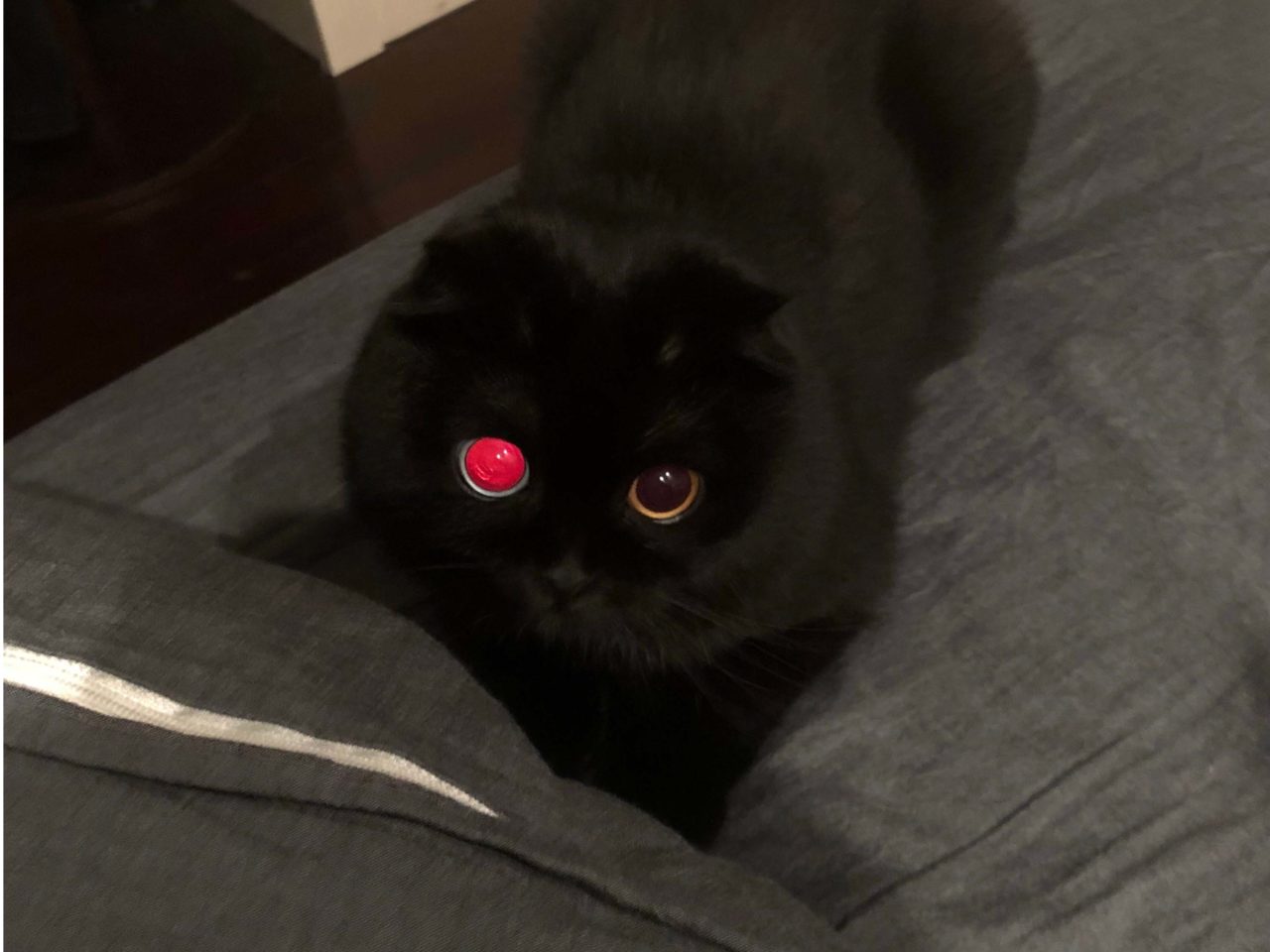 Katze 'Milky Black': Vorsicht, diese Augen können hypnotisieren! | Cat