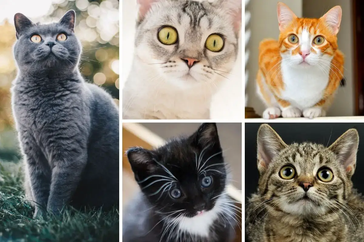 Katzen Fotografieren Tipps