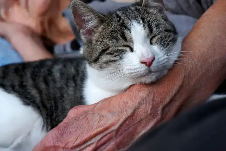 Trauer Bei Katzen Mit Diesen 6 Tipps Gibst Du Deiner Mieze Halt Wenn Sie Traurig Ist Cat News Net