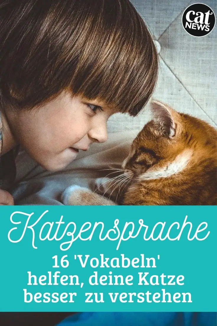 Katzensprache Verstehen: Die 16 Häufigsten 'Vokabeln' Und Ihre ...