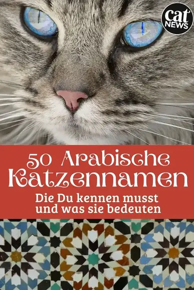 Die Schonsten Arabischen Katzennamen 50 Namen Und Ihre Bedeutung Cat News Net