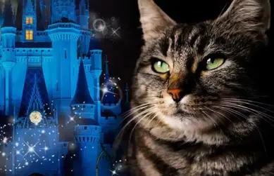 Aus Disney Filmen 100 Aussergewohnliche Katzennamen Mit Einem Hauch Von Magie Cat News Net